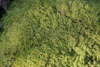 Ctenidium molluscum