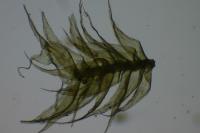 Ctenidium molluscum