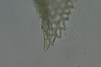 Thuidium tamariscinum