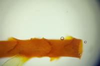 Rhytidiadelphus loreus