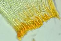 Rhytidiadelphus loreus