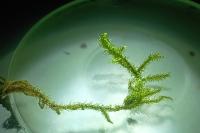 Rhytidiadelphus loreus