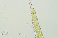 Rhytidiadelphus loreus