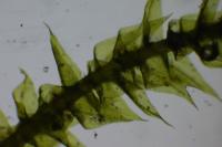 Kindbergia praelonga