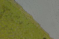 Fissidens gracilifolius