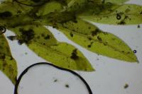 Fissidens gracilifolius