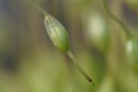 Funaria hygrometrica