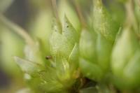 Funaria hygrometrica