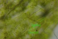 Funaria hygrometrica