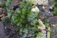 Fissidens taxifolius