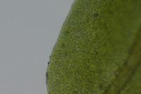 Fissidens taxifolius