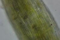 Fissidens gracilifolius