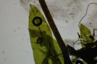 Fissidens gracilifolius