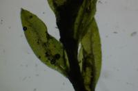 Fissidens gracilifolius