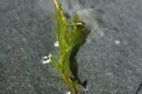 Fissidens gracilifolius