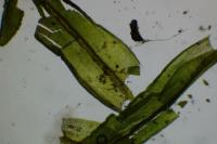 Dialytrichia saxicola