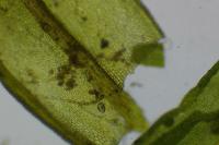Dialytrichia saxicola