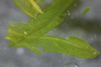 Dialytrichia saxicola