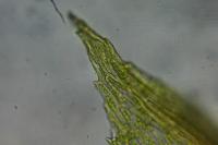 Ptychostomum pseudotriquetrum
