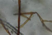 Ptychostomum pseudotriquetrum