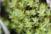 Ptychostomum pseudotriquetrum