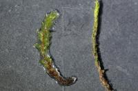 Ptychostomum pseudotriquetrum