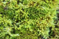 Homalothecium sericeum