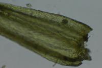 Homalothecium sericeum