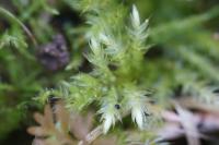 Rhynchostegium megapolitanum