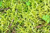 Pseudoscleropodium purum
