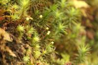 Bartramia pomiformis