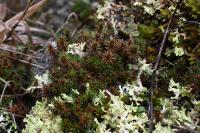 Polytrichum juniperinum