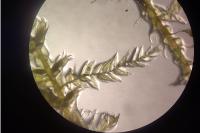 Kindbergia praelonga