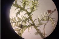 Kindbergia praelonga