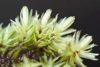 Aulacomnium palustre