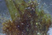Aulacomnium palustre