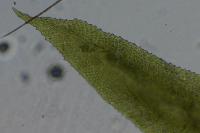 Aulacomnium palustre