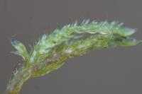 Hypnum cupressiforme