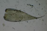 Hypnum cupressiforme