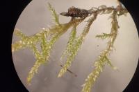 Hypnum cupressiforme