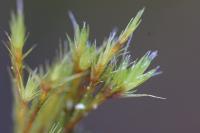 Campylopus introflexus