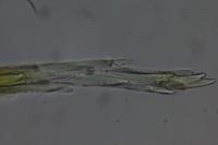 Campylopus introflexus