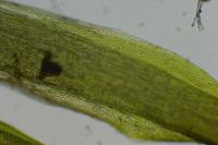Campylopus introflexus