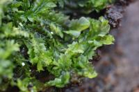 Lophocolea heterophylla