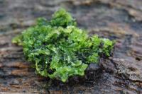 Lophocolea heterophylla