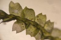Lophocolea heterophylla