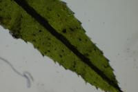 Atrichum undulatum