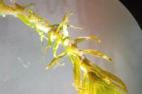 Dicranum scoparium