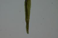 Dicranum scoparium