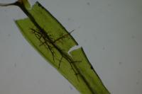 Aulacomnium palustre